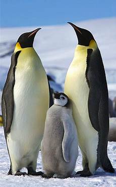 Penguin Polo