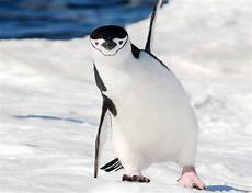 Penguin Polo