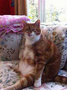 Cat T Shirt