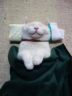 Cat T Shirt