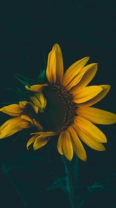 Sunflower Shirt
