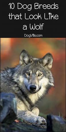 Wolf Shirt